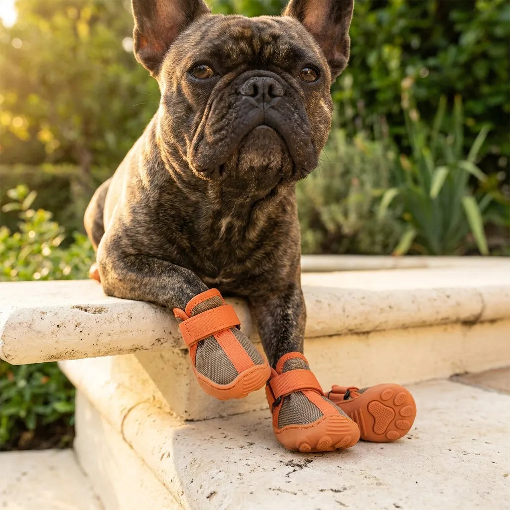 Paw Protection & Boots