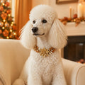 PawNest Handmade Golden Christmas Dog Collar | Festive Holiday Pet Style - Pet Care Store