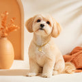 PawNest 24K Gold-Style Stainless Steel Pet Curb Chain